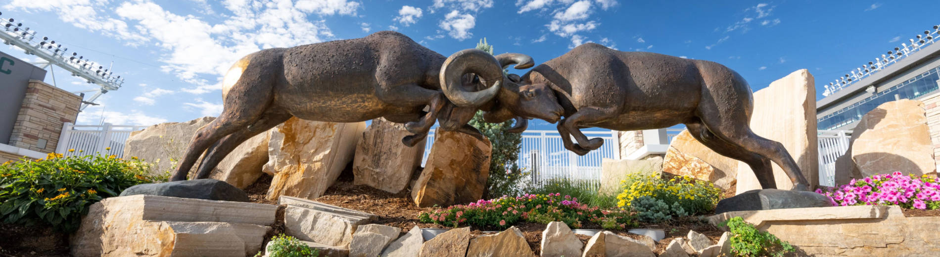 Ram statues butting heads in front of Canvas Stadium at Colorado State University